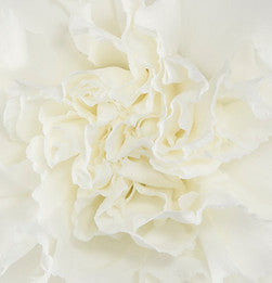 CARNATION - WHITE