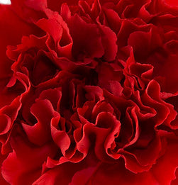 CARNATION - RED