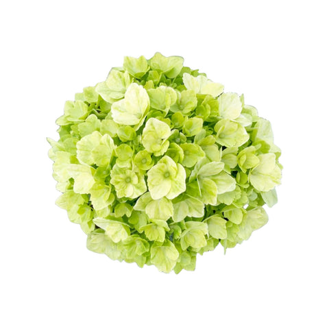 HYDRANGEA - LEMON GREEN