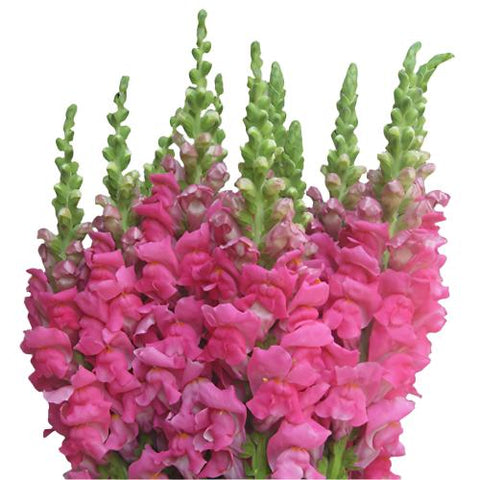 SNAPDRAGON - HOT PINK