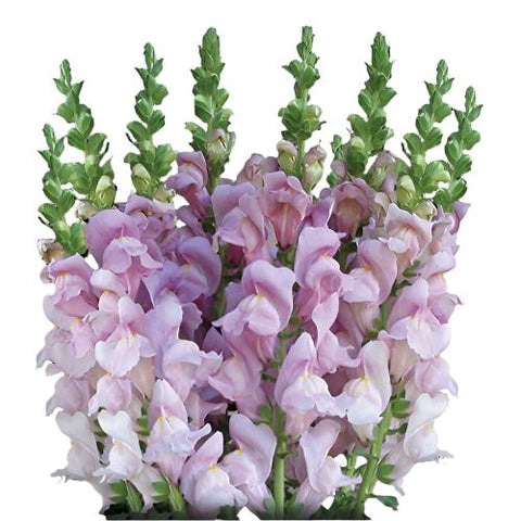 SNAPDRAGON - LAVENDER