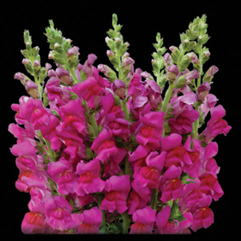 SNAPDRAGON - PURPLE