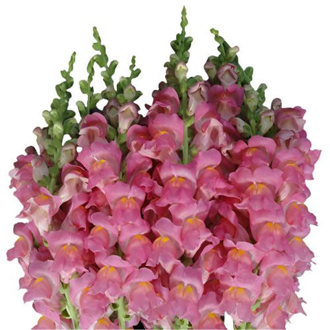 SNAPDRAGON - PINK