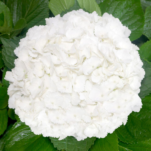 HYDRANGEA - WHITE