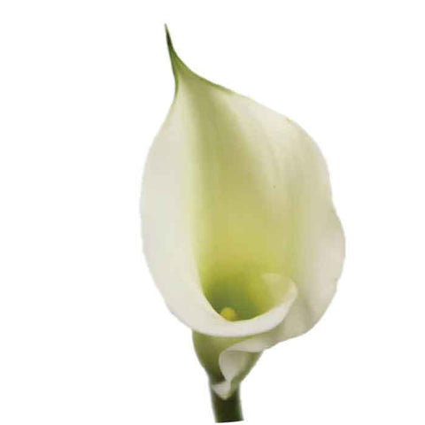 MINI CALLA LILLY - WHITE