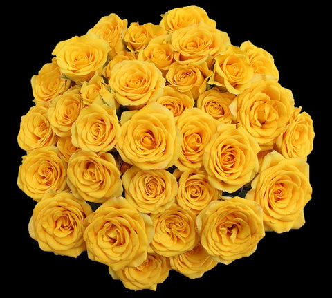 SPRAY ROSE - YELLOW