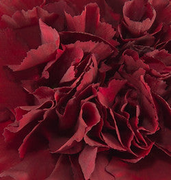 CARNATION - BURGUNDY