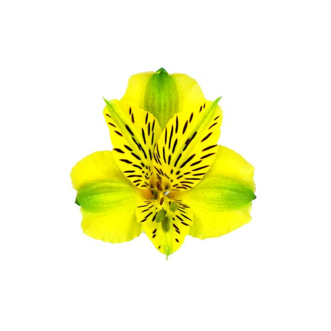 ALSTROEMERIA - YELLOW