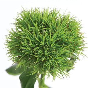 GREEN TRICK DIANTHUS