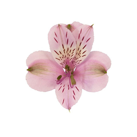 ALSTROEMERIA - LAVENDER