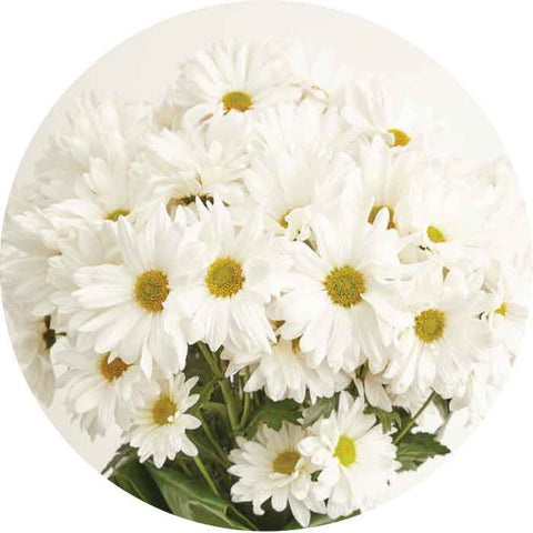 POM - WHITE DAISY